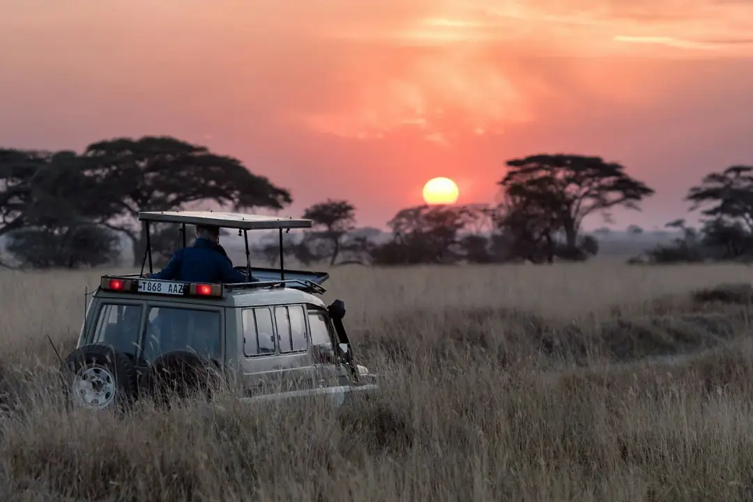 Safari och vilda djur i Kenya